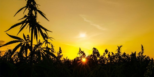 Image for What’s the difference between hemp and marijuana?