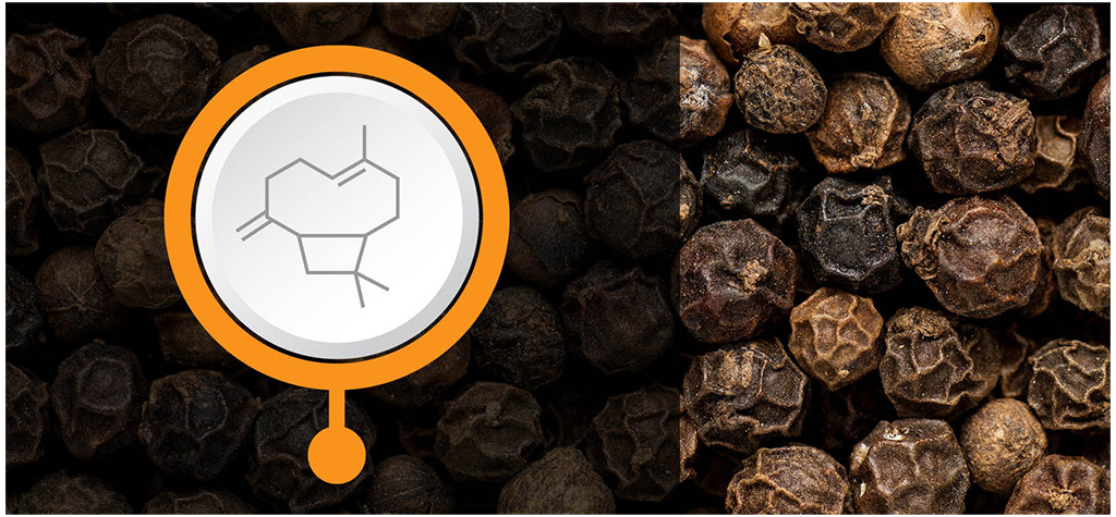 Image for An Introduction to Terpenes article image