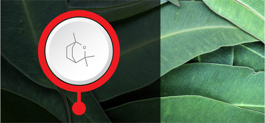 Image for An Introduction to Terpenes article image