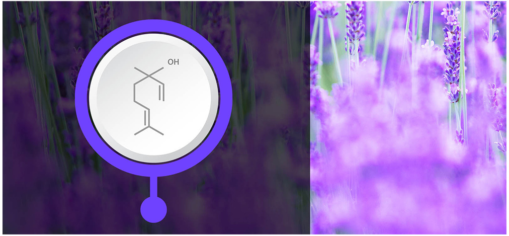 Image for An Introduction to Terpenes article image