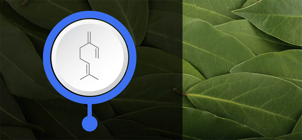 Image for An Introduction to Terpenes article image