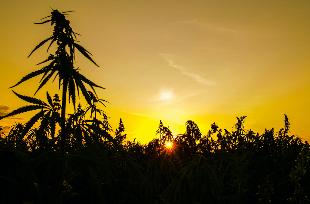 Image for What’s the difference between hemp and marijuana?